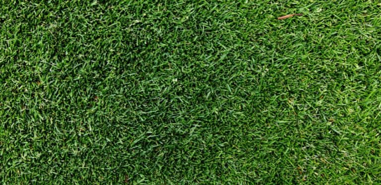 pose-gazon-naturel-montpellier