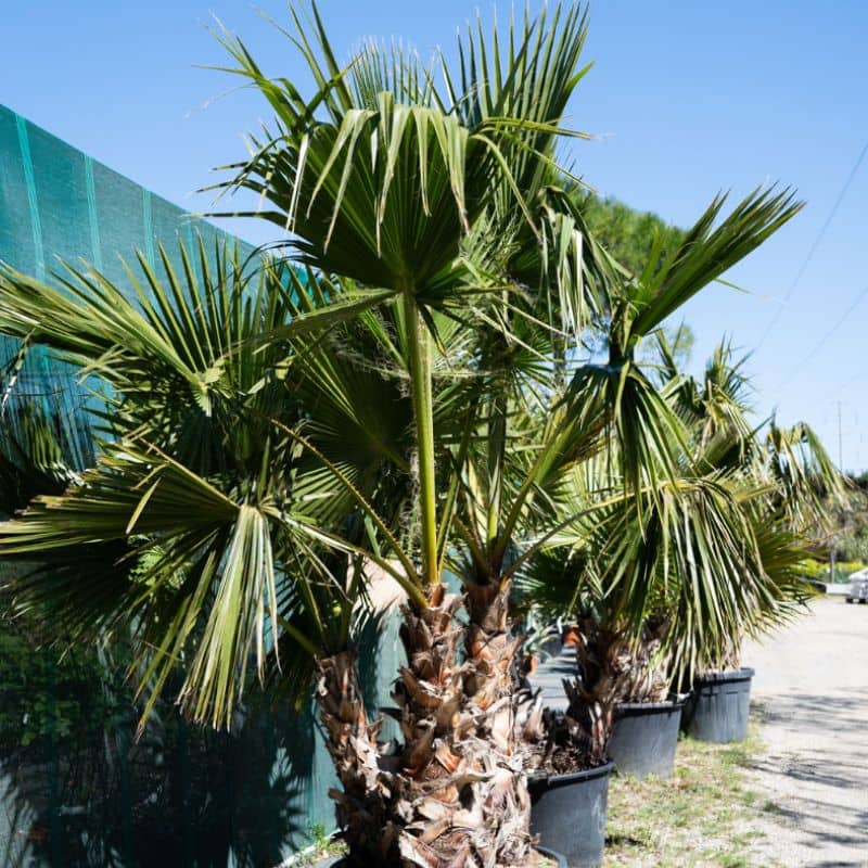 arbre-aménagement-jardin-montpellier