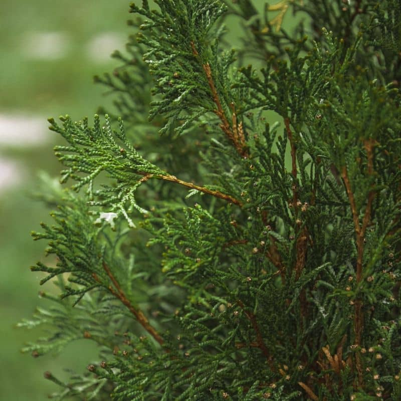 conifère-jardin-particulier-montpellier