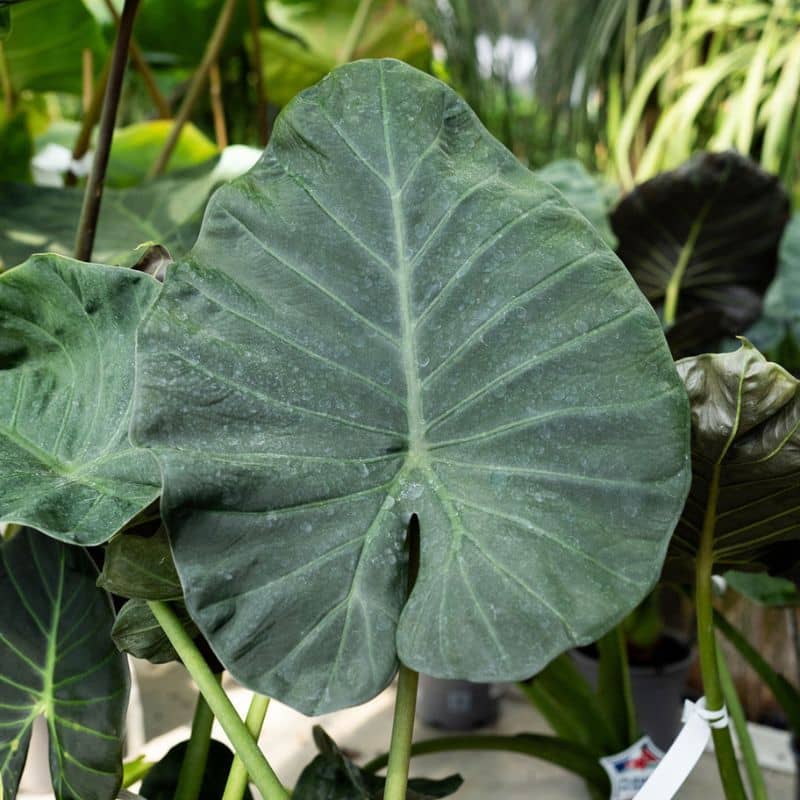 plantes-pour-jardin-montpellier