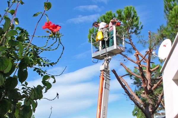service d'élagage pro et particuliers montpellier