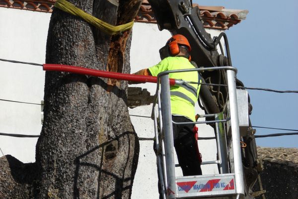 elagage pour professionnel hérault