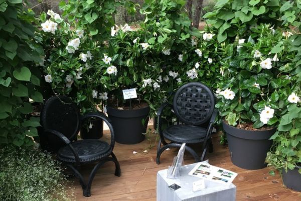 création espace intimiste jardin pour professionnel hérault