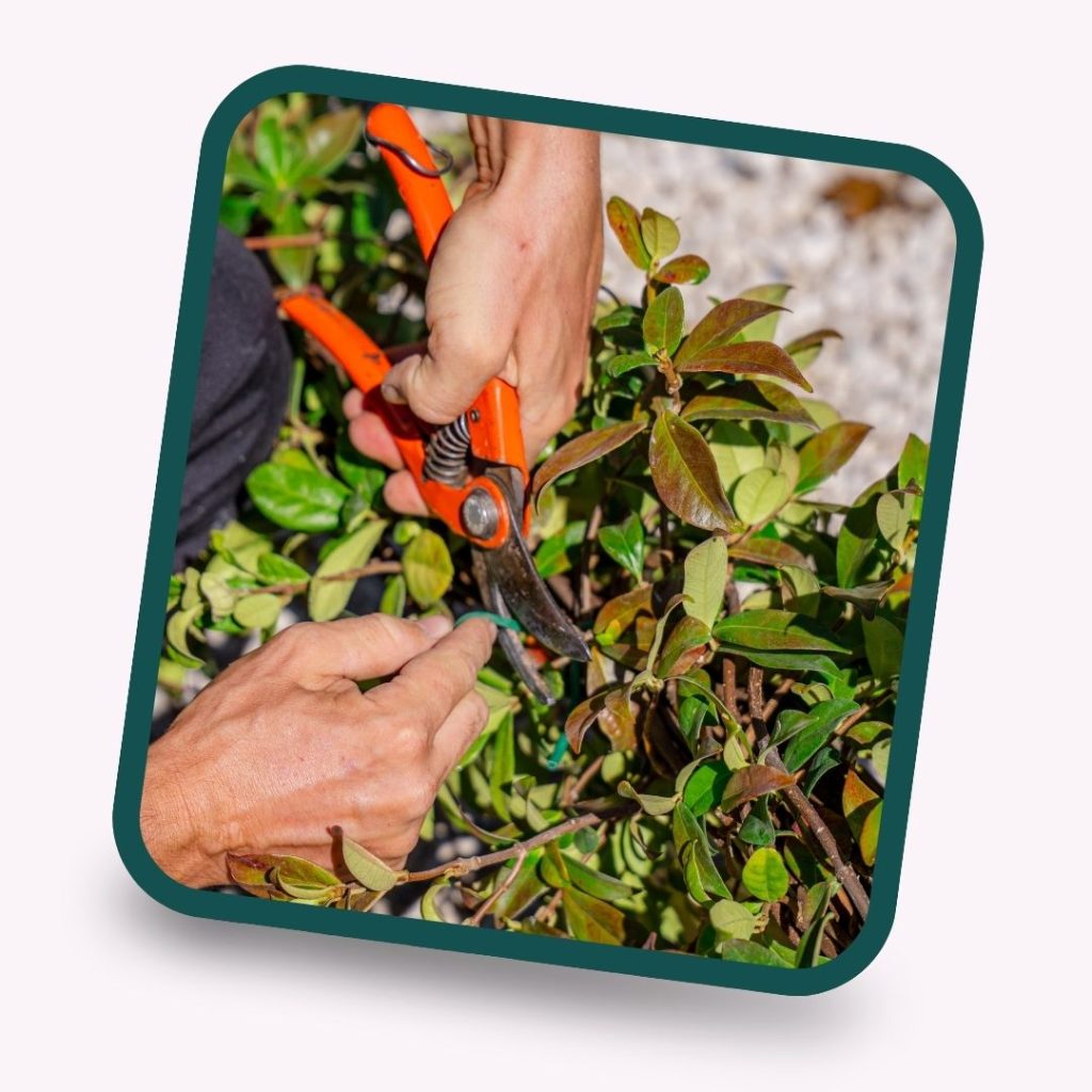 entretien de plantes en location à montpellier