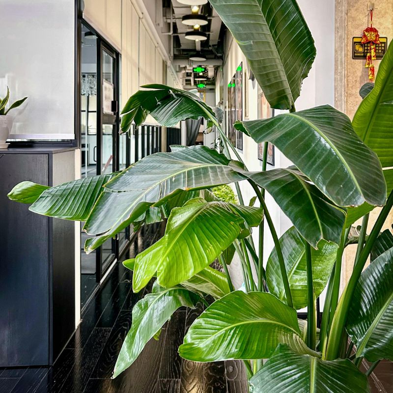 location plante professionnel montpellier