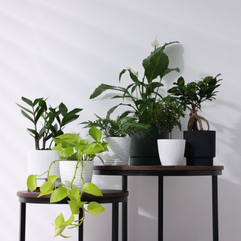 location plante stand salon pro montpellier