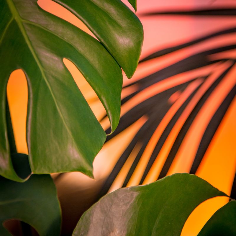 location végétaux event pro montpellier