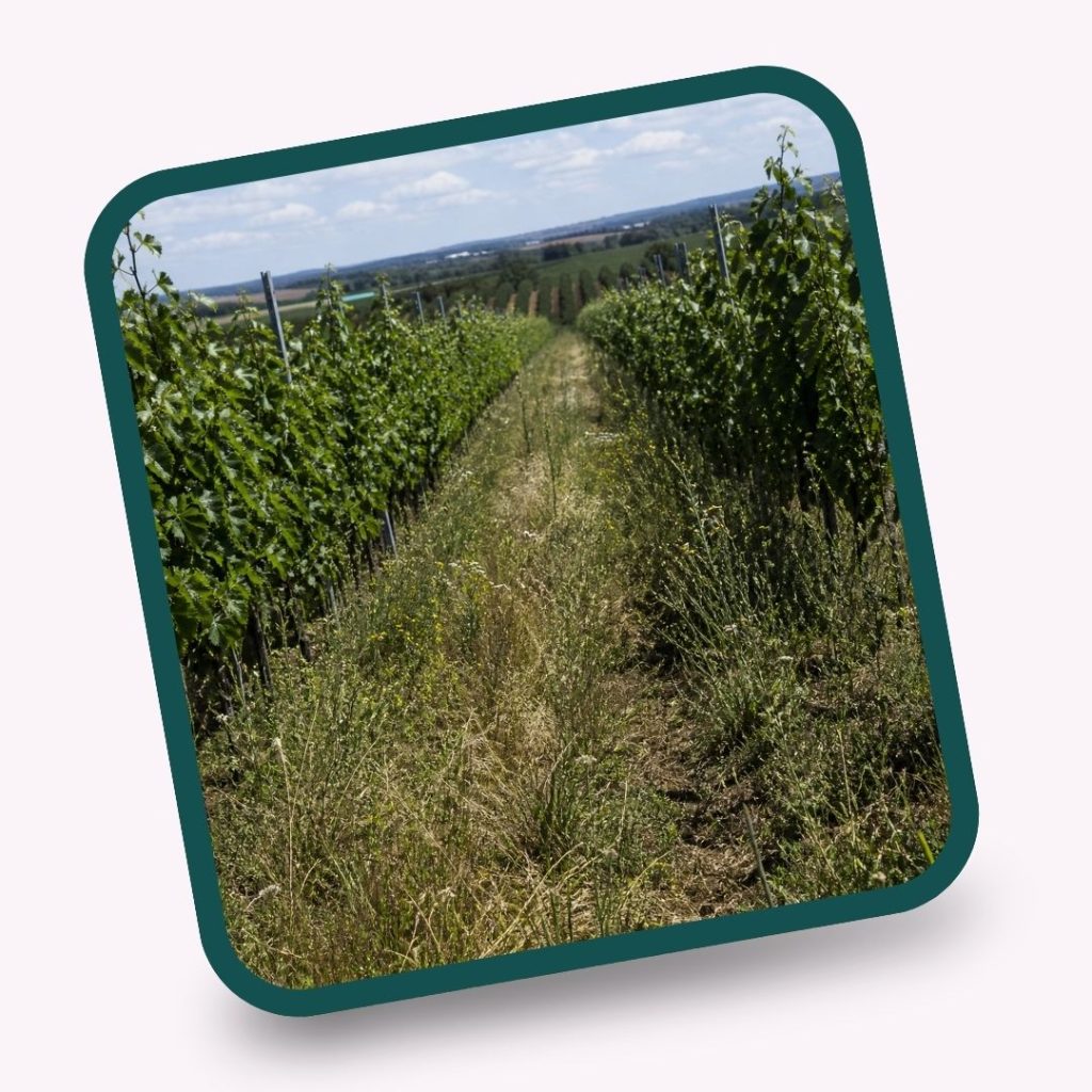 gyrobroyage d'inter-vignes dans tout le 34